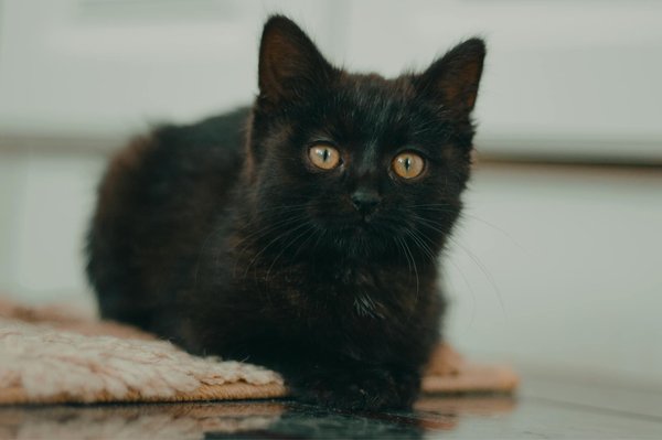 Jouets essentiels pour malinois : comment répondre à ses besoins de jeu et de dépense