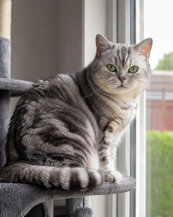 Entretenir le pelage d'un British Shorthair : le guide complet