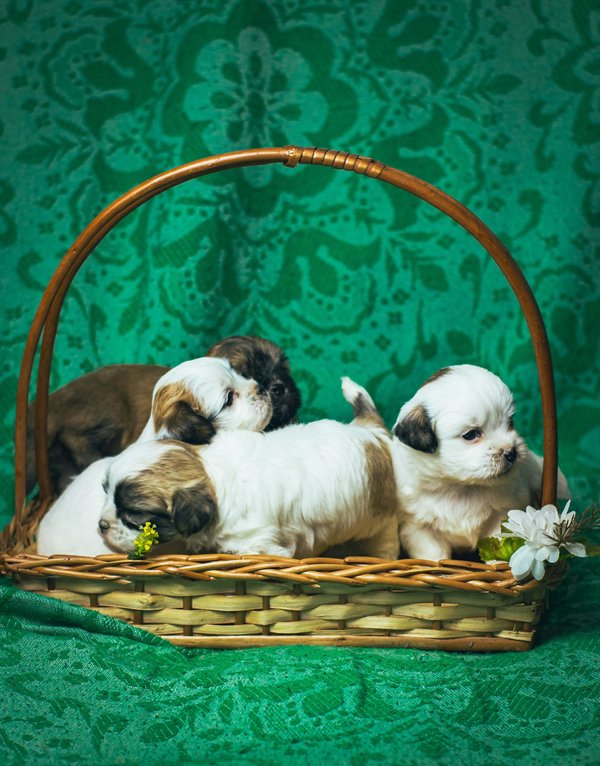 Gazon synthétique : la solution idéale pour la litière de chien